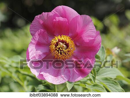 "Peony (Paeonia), flowering" View Large Photo Image Stock Photo - "Peony (Paeonia), flowering". Fotosearch