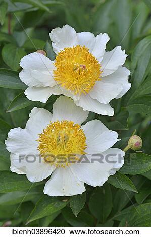 Peony Paeonia Hybrids Claire De Lune Lower Saxony Germany Europe Stock Image Iblenh0364 Fotosearch