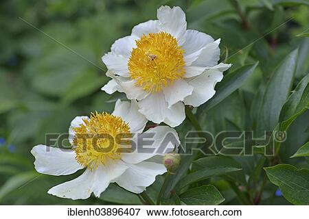 "Peony (Paeonia hybrids """"Claire de Lune""""), Lower Saxony, Germany, Europe" View Large Photo Image Stock Photo - "Peony (Paeonia hybrids """"Claire de Lune""""), Lower Saxony, Germany, Europe". Fotosearch