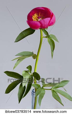 Peony (Paeonia) View Large Photo Image Picture - Peony (Paeonia). Fotosearch