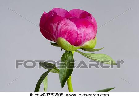 Stock Photo - Peony (Paeonia). Fotosearch