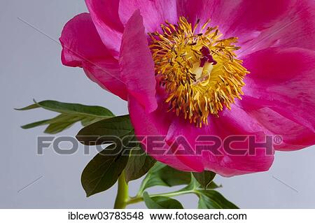 Peony (Paeonia) View Large Photo Image Stock Photo - Peony (Paeonia). Fotosearch