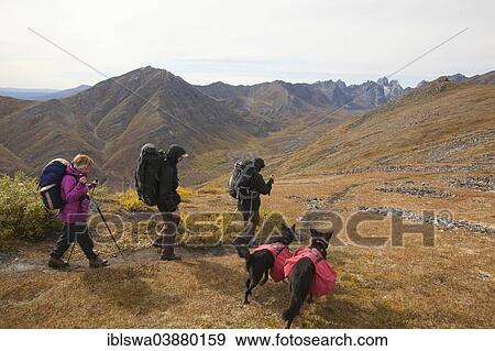 Stock Photo - "People and dogs with backpacks hiking in arctic or subalpine tundra, Indian summer, Tombstone Mountains Territorial Park, Yukon Territory, Canada, North America". Fotosearch