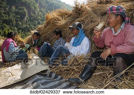 "People from the Shan or Thai Yai ethnic minority are drinking tea from a bamboo cup, work break, haystack, Soppong or Pang Mapha environment, Northern Thailand, Thailand, Asia" View Large Photo Image Stock Photo - "People from the Shan or Thai Yai ethnic minority are drinking tea from a bamboo cup, work break, haystack, Soppong or Pang Mapha environment, Northern Thailand, Thailand, Asia". Fotosearch