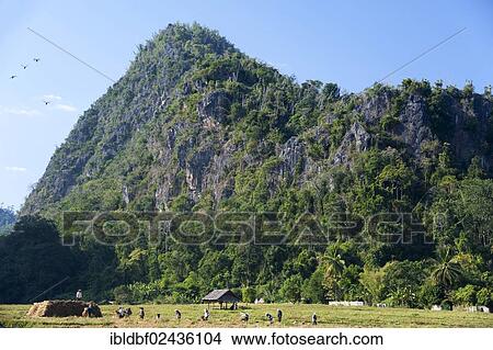 "People working on a harvested paddy field, Mae Hong Son province, northern Thailand, Thailand, Asia" View Large Photo Image Picture - "People working on a harvested paddy field, Mae Hong Son province, northern Thailand, Thailand, Asia". Fotosearch