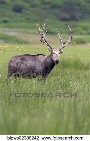 "Pere Davids deer (Elaphurus davidianus), buck, in grass, South Wales, United Kingdom, Europe" View Large Photo Image Stock Image - "Pere Davids deer (Elaphurus davidianus), buck, in grass, South Wales, United Kingdom, Europe". Fotosearch
