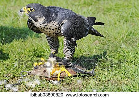 "Peregrine Falcon (Falco peregrinus) with its prey, captive, North Rhine-Westphalia, Germany, Europe" View Large Photo Image Stock Image - "Peregrine Falcon (Falco peregrinus) with its prey, captive, North Rhine-Westphalia, Germany, Europe". Fotosearch