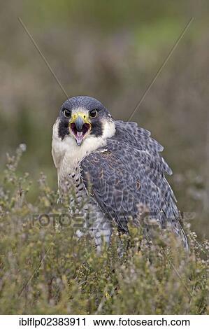 "Peregrine Falcon (Falco peregrinus), adult, calling, standing amongst heather, captive, England, United Kingdom, Europe" View Large Photo Image Stock Image - "Peregrine Falcon (Falco peregrinus), adult, calling, standing amongst heather, captive, England, United Kingdom, Europe". Fotosearch