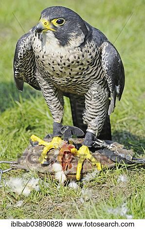 "Peregrine Falcon (Falco peregrinus) with its prey, captive, North Rhine-Westphalia, Germany, Europe" View Large Photo Image Stock Photo - "Peregrine Falcon (Falco peregrinus) with its prey, captive, North Rhine-Westphalia, Germany, Europe". Fotosearch
