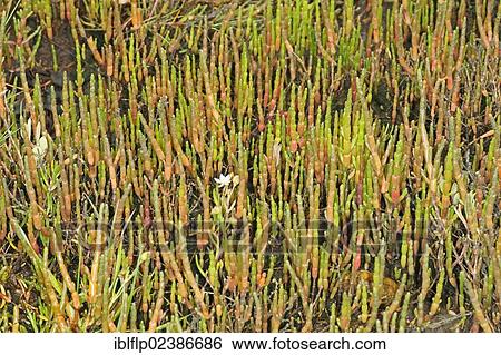 "Perennial Glasswort (Sarcocornia perennis), growing on saltmarsh, Poole Harbour, Dorset, England, United Kingdom, Europe" View Large Photo Image Stock Photograph - "Perennial Glasswort (Sarcocornia perennis), growing on saltmarsh, Poole Harbour, Dorset, England, United Kingdom, Europe". Fotosearch