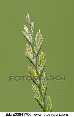 "Perennial Ryegrass (Lolium perenne), North Rhine-Westphalia, Germany, Europe" View Large Photo Image Stock Photograph - "Perennial Ryegrass (Lolium perenne), North Rhine-Westphalia, Germany, Europe". Fotosearch