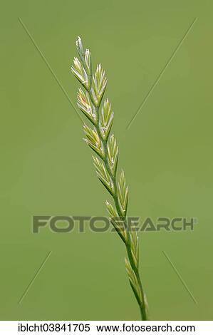 "Perennial Ryegrass (Lolium perenne), North Rhine-Westphalia, Germany, Europe" View Large Photo Image Stock Photography - "Perennial Ryegrass (Lolium perenne), North Rhine-Westphalia, Germany, Europe". Fotosearch