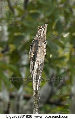 "Perfectly camouflaged Common Potoo (Nyctibius griseus) breeding on a dead tree stump, the bird seems to blend into the environment, Tiputini Rainforest, Yasuni National Park, Ecuador, South America" View Large Photo Image Stock Photograph - "Perfectly camouflaged Common Potoo (Nyctibius griseus) breeding on a dead tree stump, the bird seems to blend into the environment, Tiputini Rainforest, Yasuni National Park, Ecuador, South America". Fotosearch
