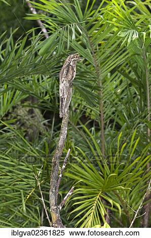 Stock Photography - "Perfectly camouflaged Common Potoo (Nyctibius griseus) breeding on a dead tree stump, the bird seems to blend into the environment, Tiputini Rainforest, Yasuni National Park, Ecuador, South America". Fotosearch
