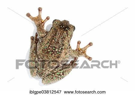 Peron's Tree Frog (Litoria peronii) View Large Photo Image Stock Photo - Peron's Tree Frog (Litoria peronii). Fotosearch