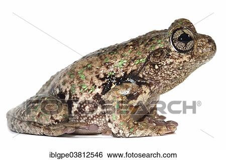 Peron's Tree Frog (Litoria peronii) View Large Photo Image Stock Photograph - Peron's Tree Frog (Litoria peronii). Fotosearch