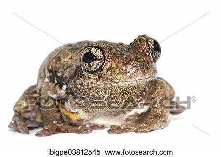 Peron's Tree Frog (Litoria peronii) View Large Photo Image Stock Photography - Peron's Tree Frog (Litoria peronii). Fotosearch