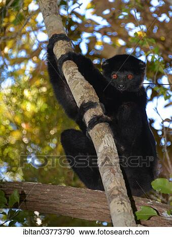 "Perrier's sifaka (Propithecus perrieri), endangered species, Analamerana Reserve, Madagascar, Africa" View Large Photo Image Stock Image - "Perrier's sifaka (Propithecus perrieri), endangered species, Analamerana Reserve, Madagascar, Africa". Fotosearch