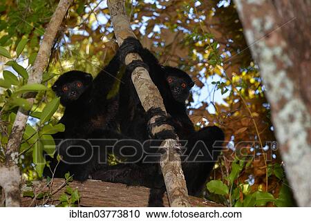 "Perrier's sifakas (Propithecus perrieri), endangered species, Analamerana Reserve, Madagascar, Africa" View Large Photo Image Stock Image - "Perrier's sifakas (Propithecus perrieri), endangered species, Analamerana Reserve, Madagascar, Africa". Fotosearch