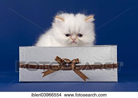 "Persian Kitten, 5 weeks, Colorpoint Red Tabby Point, in a box" View Large Photo Image Picture - "Persian Kitten, 5 weeks, Colorpoint Red Tabby Point, in a box". Fotosearch