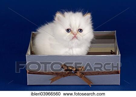"Persian Kitten, 5 weeks, Colorpoint Red Tabby Point, in a box" View Large Photo Image Stock Image - "Persian Kitten, 5 weeks, Colorpoint Red Tabby Point, in a box". Fotosearch