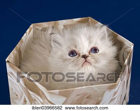 "Persian kitten, 5 weeks, in a box" View Large Photo Image Stock Image - "Persian kitten, 5 weeks, in a box". Fotosearch