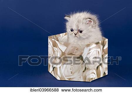 Stock Photo - "Persian kitten, 5 weeks, in a box". Fotosearch