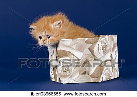 "Persian Kitten, 5 weeks, in a box" View Large Photo Image Stock Photography - "Persian Kitten, 5 weeks, in a box". Fotosearch