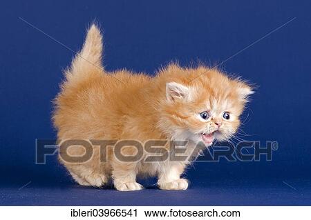 "Persian Kitten, 5 weeks" View Large Photo Image Stock Image - "Persian Kitten, 5 weeks". Fotosearch