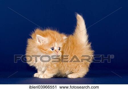 Stock Image - "Persian Kitten, 5 weeks". Fotosearch