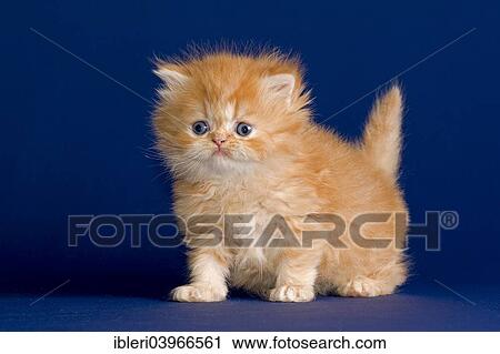 "Persian Kitten, 5 weeks" View Large Photo Image Stock Image - "Persian Kitten, 5 weeks". Fotosearch