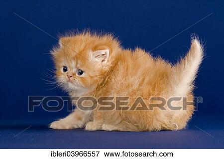 "Persian Kitten, 5 weeks" View Large Photo Image Stock Photo - "Persian Kitten, 5 weeks". Fotosearch