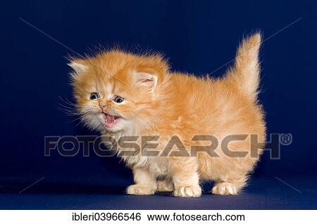 "Persian Kitten, 5 weeks" View Large Photo Image Stock Photograph - "Persian Kitten, 5 weeks". Fotosearch