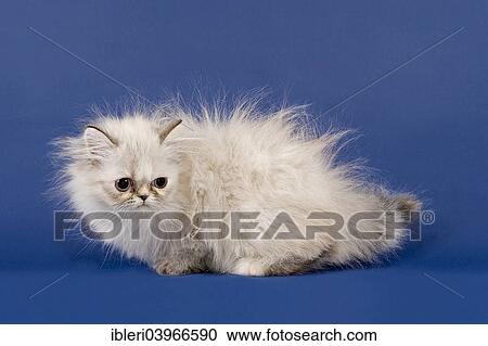 Stock Image - "Persian kitten, Colourpoint". Fotosearch