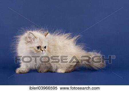 "Persian kitten, Colourpoint" View Large Photo Image Stock Photography - "Persian kitten, Colourpoint". Fotosearch