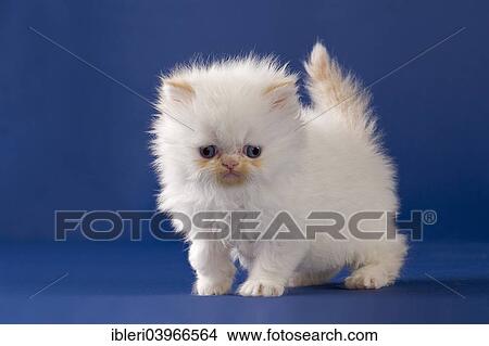 "Persian kitten, five weeks" View Large Photo Image Picture - "Persian kitten, five weeks". Fotosearch