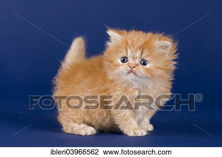 "Persian kitten, five weeks" View Large Photo Image Stock Image - "Persian kitten, five weeks". Fotosearch