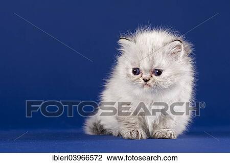 "Persian kitten, five weeks" View Large Photo Image Stock Image - "Persian kitten, five weeks". Fotosearch