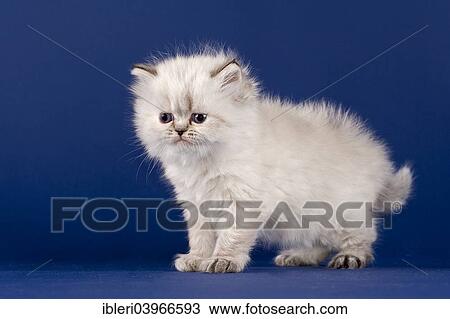 "Persian kitten, five weeks" View Large Photo Image Stock Image - "Persian kitten, five weeks". Fotosearch