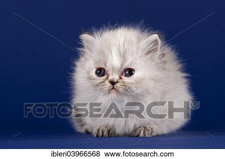 "Persian kitten, five weeks" View Large Photo Image Stock Photo - "Persian kitten, five weeks". Fotosearch