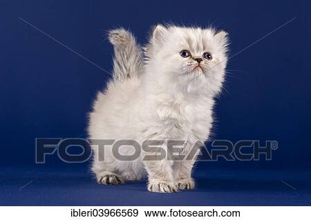 "Persian kitten, five weeks" View Large Photo Image Stock Photo - "Persian kitten, five weeks". Fotosearch