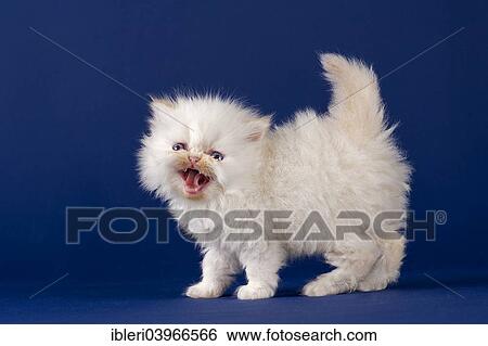 "Persian kitten, five weeks" View Large Photo Image Stock Photograph - "Persian kitten, five weeks". Fotosearch