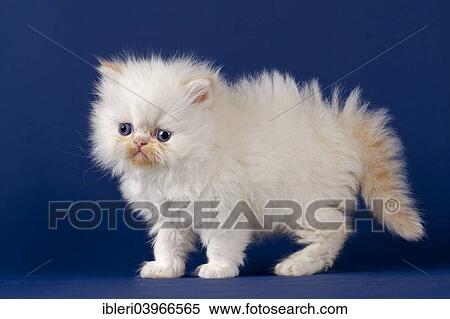 Stock Photography - "Persian kitten, five weeks". Fotosearch