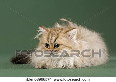 "Persian Kitten, Golden Shaded" View Large Photo Image Picture - "Persian Kitten, Golden Shaded". Fotosearch