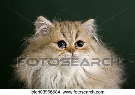 Picture - "Persian kitten, Golden Shaded". Fotosearch