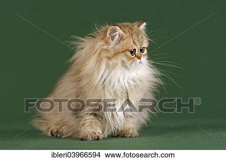 Picture - "Persian Kitten, Golden Shaded". Fotosearch