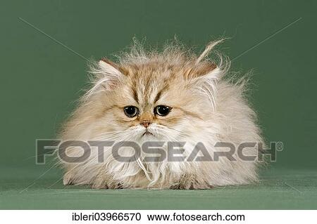 "Persian Kitten, Golden Shaded" View Large Photo Image Stock Image - "Persian Kitten, Golden Shaded". Fotosearch