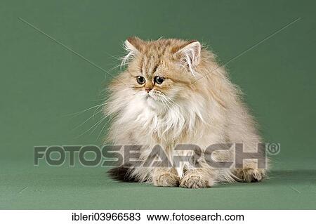 Stock Image - "Persian Kitten, Golden Shaded". Fotosearch