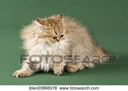 "Persian Kitten, Golden Shaded" View Large Photo Image Stock Photo - "Persian Kitten, Golden Shaded". Fotosearch