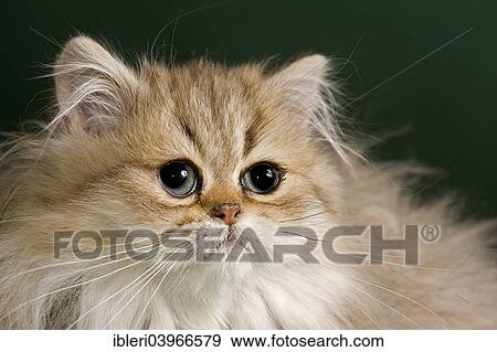 Stock Photo - "Persian Kitten, Golden Shaded". Fotosearch
